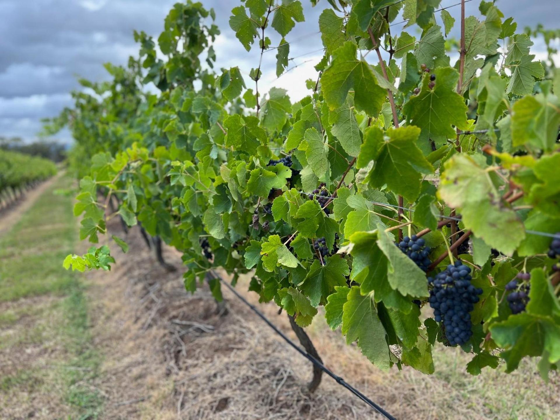 Bracken Ridge Vineyard The Entire Estate Rothbury Экстерьер фото