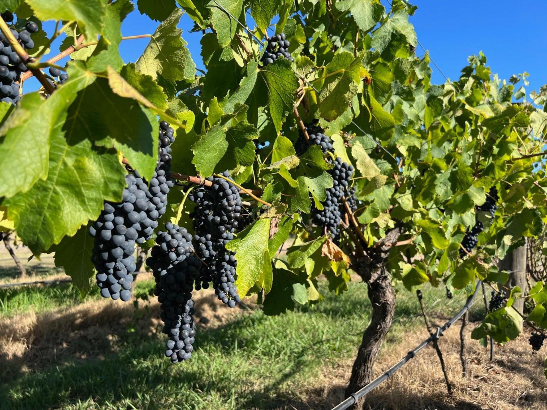 Bracken Ridge Vineyard The Entire Estate Rothbury Экстерьер фото